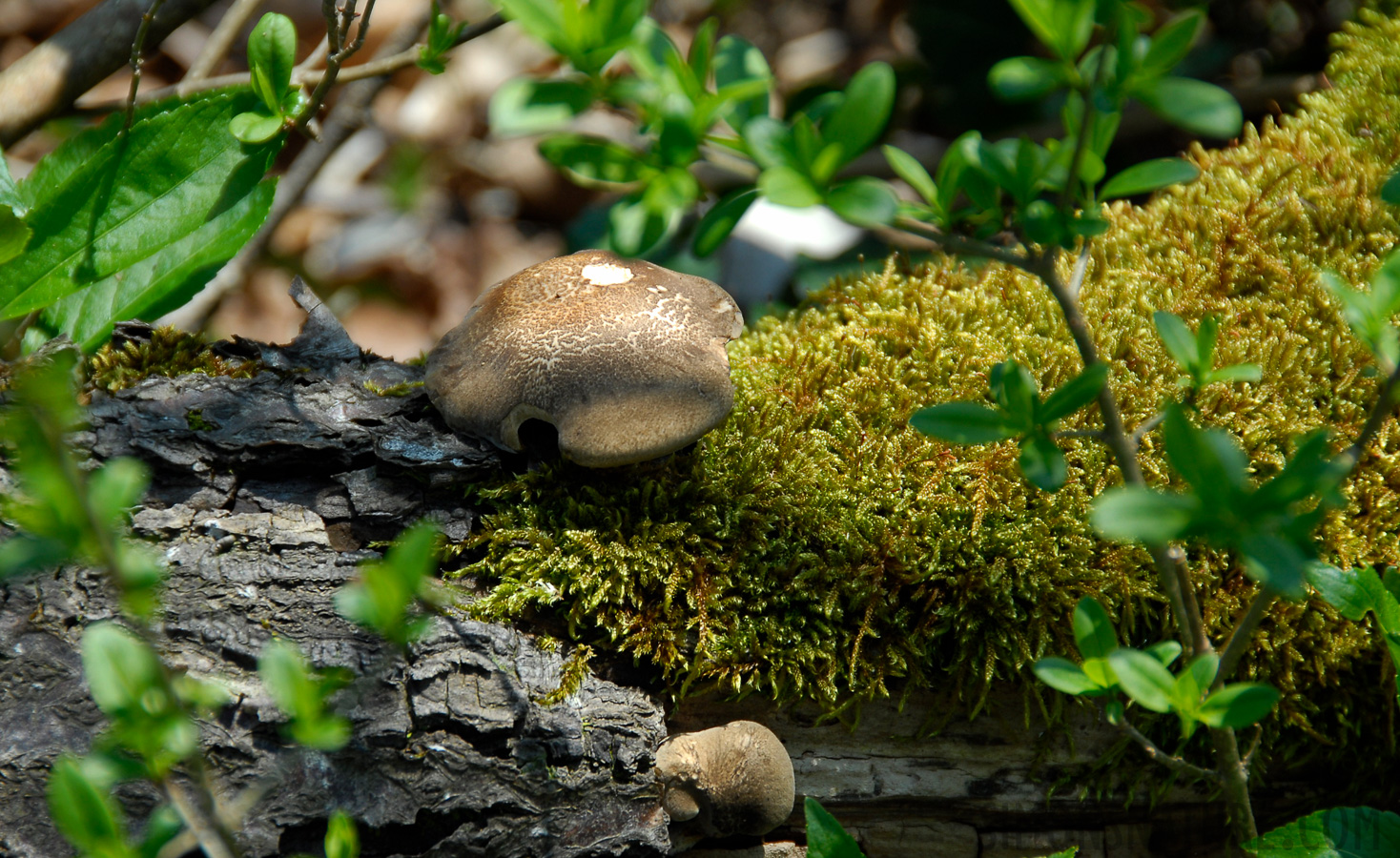 Mushroom [200 mm, 1/250 sec at f / 8.0, ISO 200]